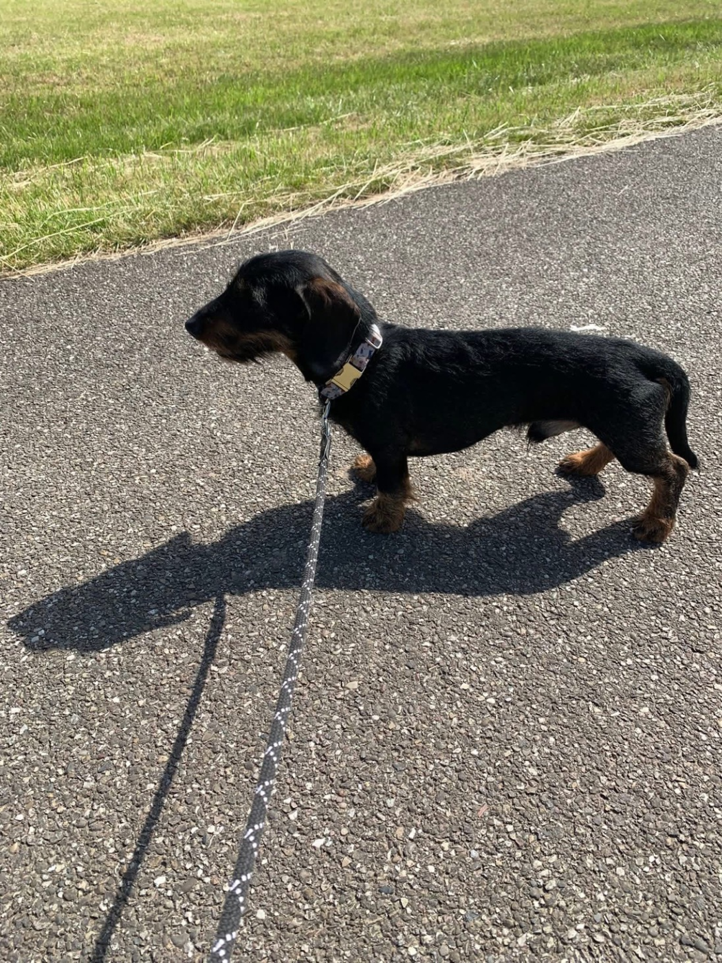 O'léone Du Domaine Aurora Borealis