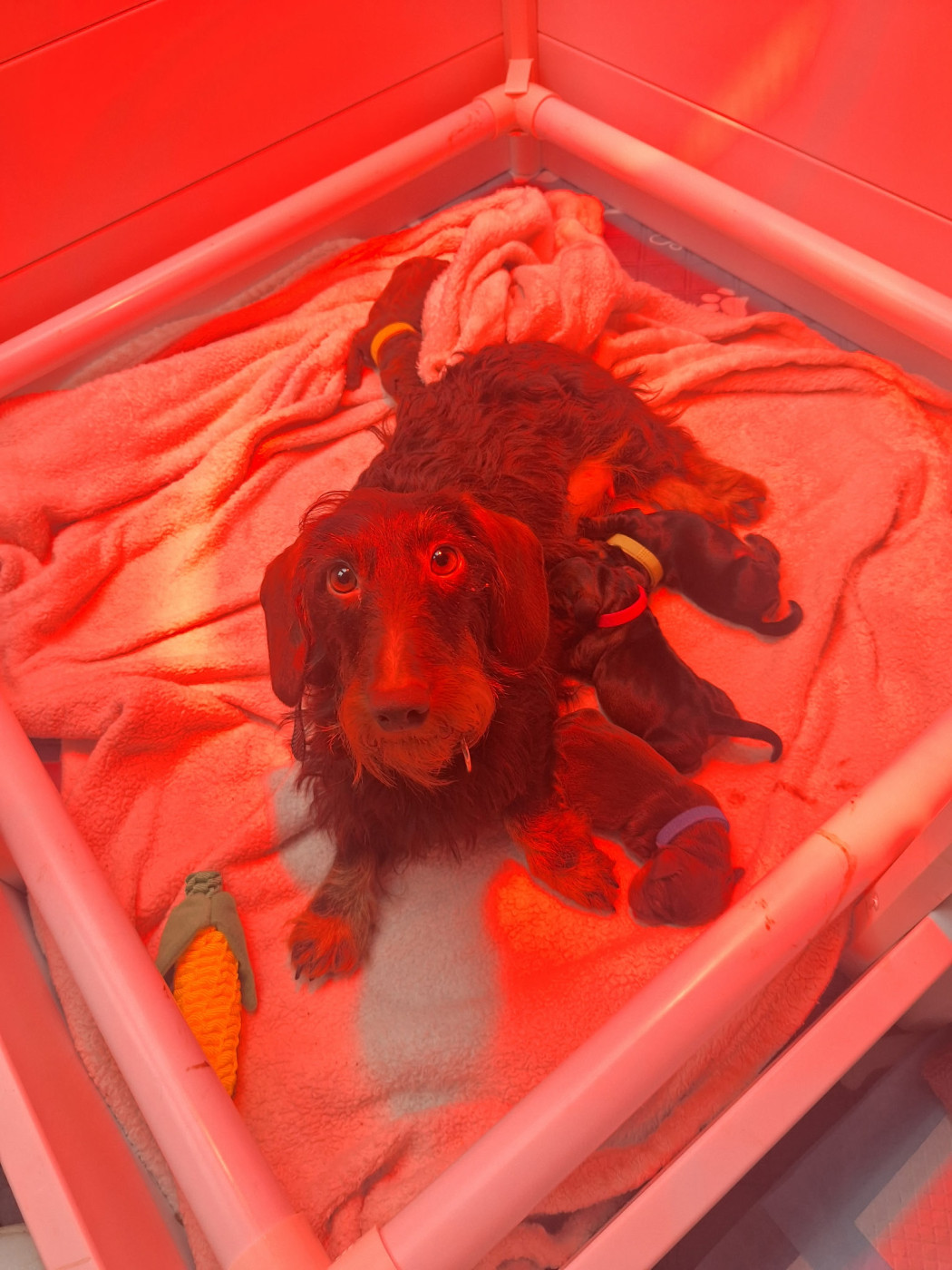 26/01/2026 Les 4 merveilles de O'Léone du Domaine Aurora Boréalis et de Daman Fiona sont nés entre 9h15 et 11h40. Maman et les bébés se portent à merveille.