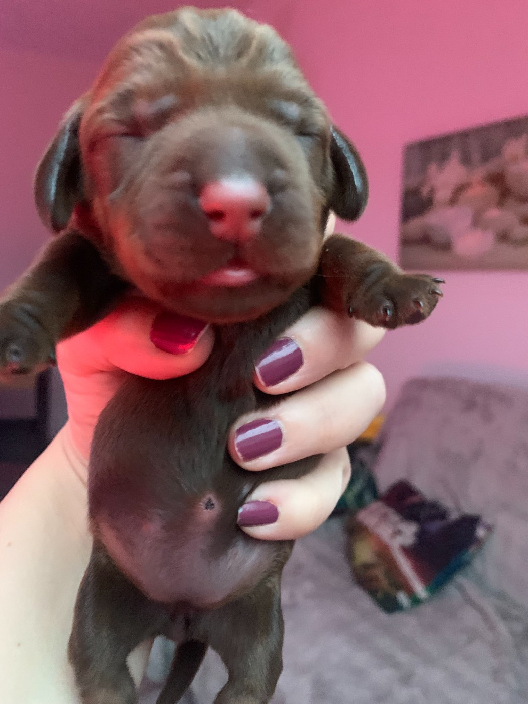 Des Cookies D'amour - Chiots disponibles - Teckel poil dur