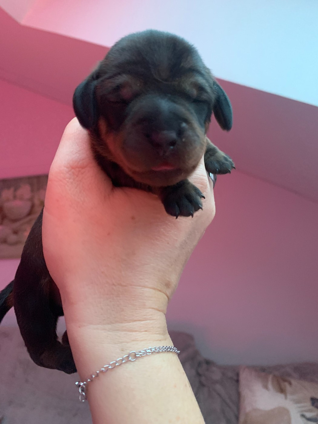 Des Cookies D'amour - Chiots disponibles - Teckel poil dur