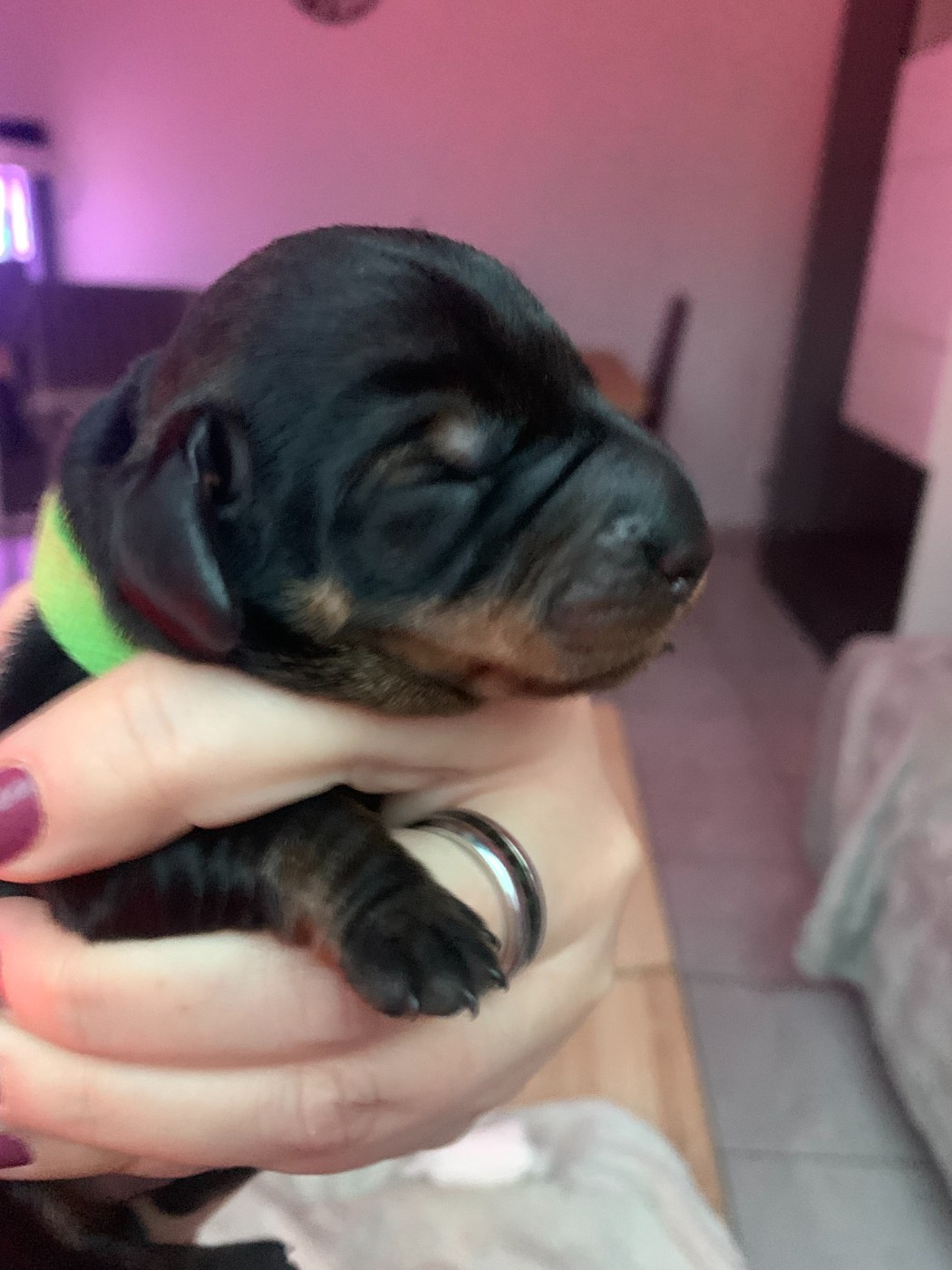 Des Cookies D'amour - Chiots disponibles - Teckel poil dur